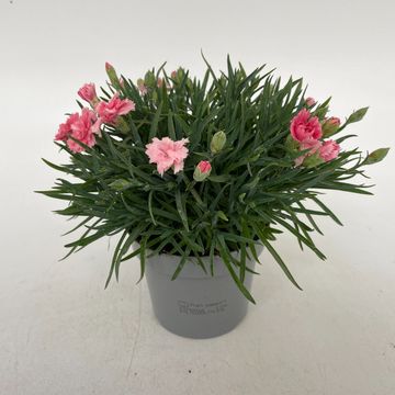 Dianthus DIANTICA SALMON