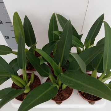 Filodendron 'Fatboy'