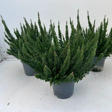 Calluna vulgaris SKYLINE COLOGNE