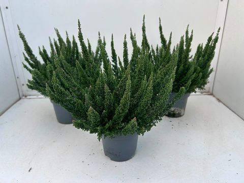 Calluna vulgaris SKYLINE COLOGNE