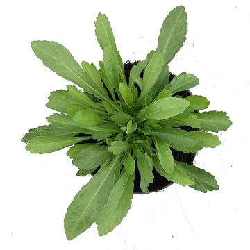 Leucanthemum 'Madonna'