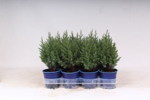 Juniperus chinensis 'Stricta'