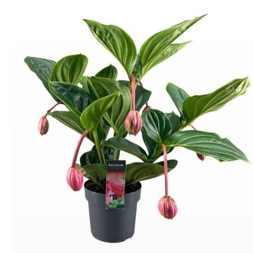Medinilla magnifica 'Flamenco'