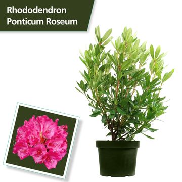 Rhododendron ponticum 'Roseum'