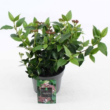 Viburnum tinus 'Eve Price'