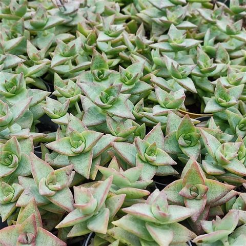 Crassula rupestris 'High Voltage'