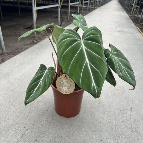 Philodendron gloriosum