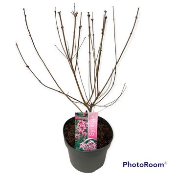 Syringa meyeri FLOWERFESTA PINK
