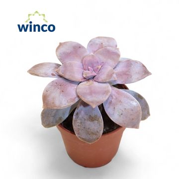 Graptopetalum superbum