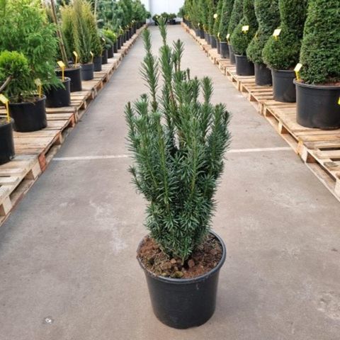 Cephalotaxus harringtonii 'Fastigiata'