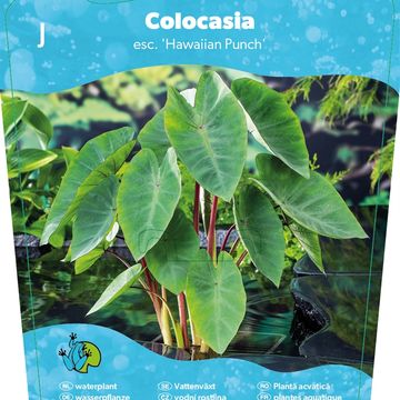 Colocasia esculenta 'Hawaiian Punch'