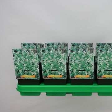 Nepeta racemosa 'Snowflake'