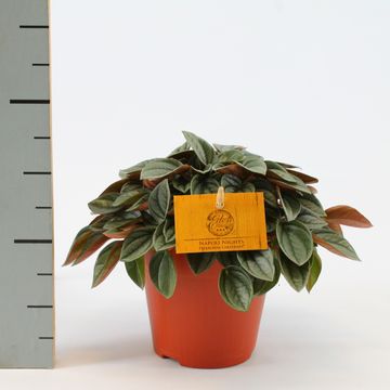 Peperomia caperata 'Napoli Nights'
