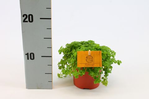 Pilea depressa