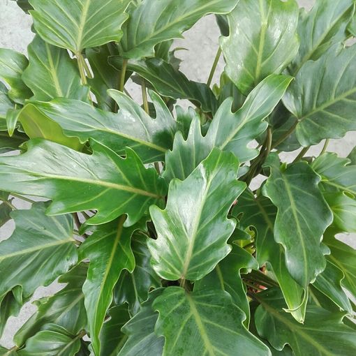 Philodendron xanadu (Fachjan)