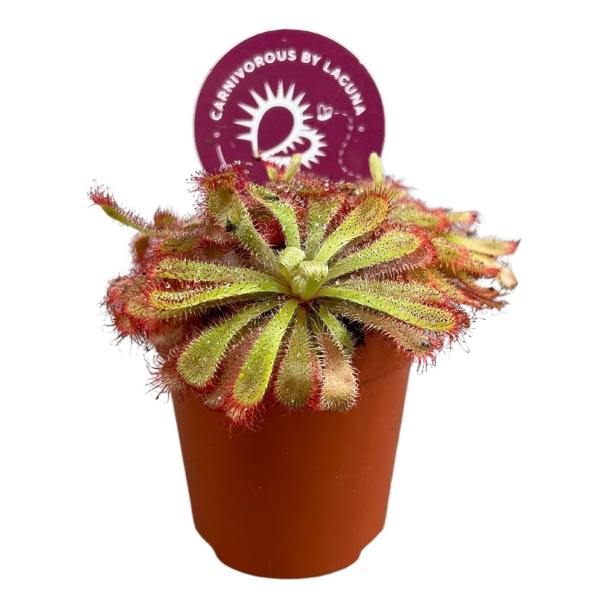Pianta Carnivora Drosera Madagascariensis - Agripet Garden
