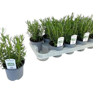 Rosmarinus officinalis