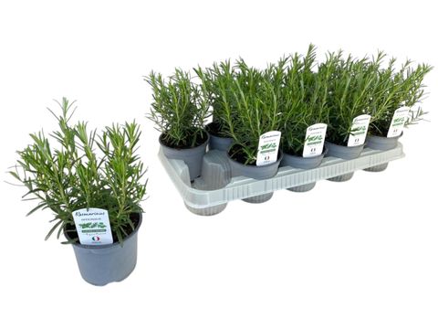 Rosmarinus officinalis
