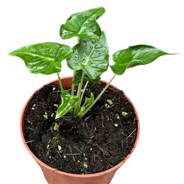 Alocasia 'Frydek Tattoo'