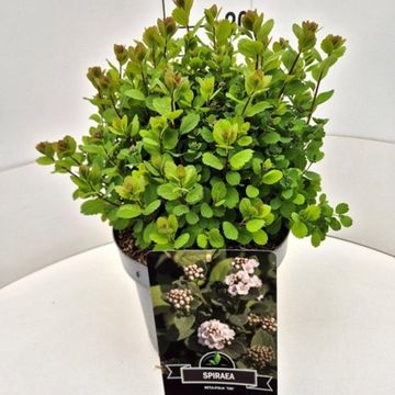 Spiraea betulifolia 'Tor'