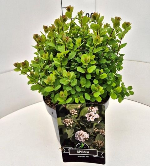Spiraea betulifolia 'Tor'