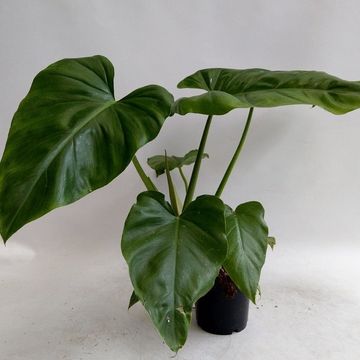 Philodendron giganteum
