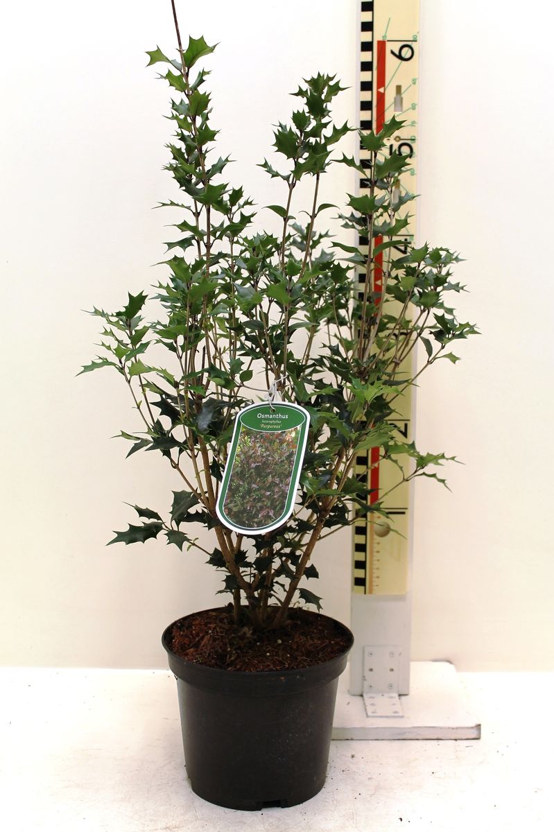 Osmanthus heterophyllus 'Purpureus' — Pflanzengroßhandel FlorAccess