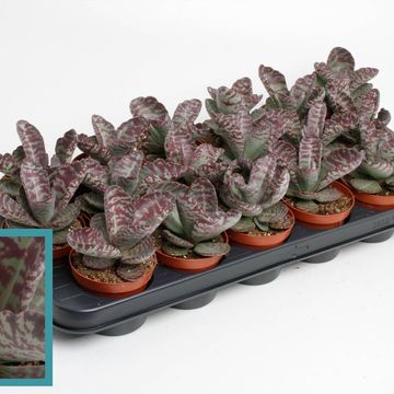Kalanchoe humilis 'Zebra'