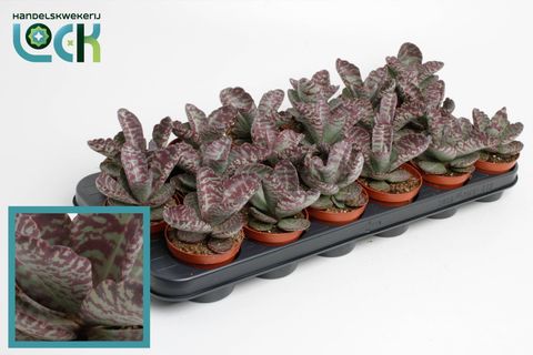 Kalanchoe humilis 'Zebra'