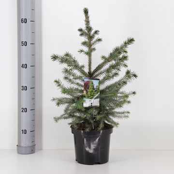 Picea omorika