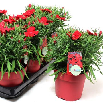 Dianthus chinensis 'Diana Scarlet'