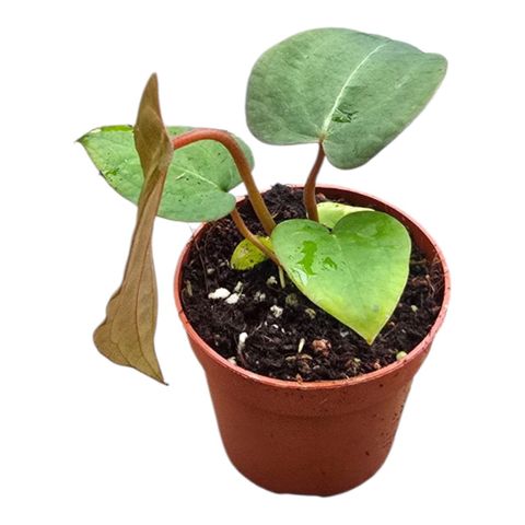 Anthurium Dark Phoenix x Papillilaminum