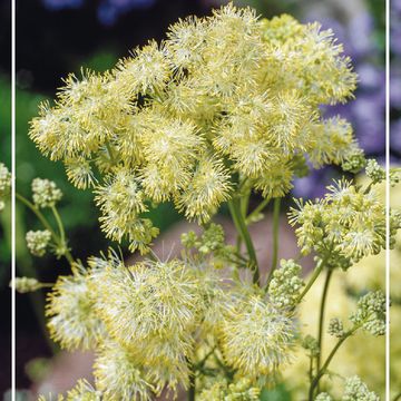 Thalictrum flavum glaucum