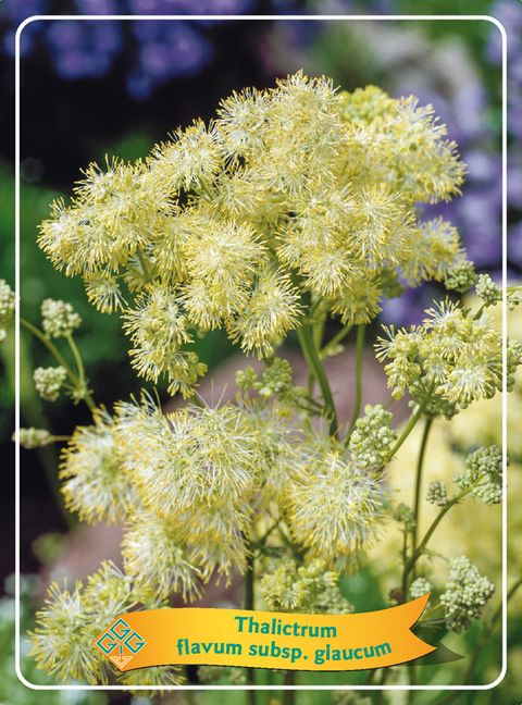 Thalictrum flavum glaucum