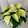 Euphorbia pulcherrima CHRISTMAS FEELINGS WHITE