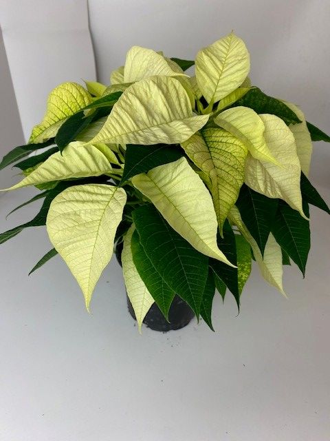 Euphorbia pulcherrima CHRISTMAS FEELINGS WHITE