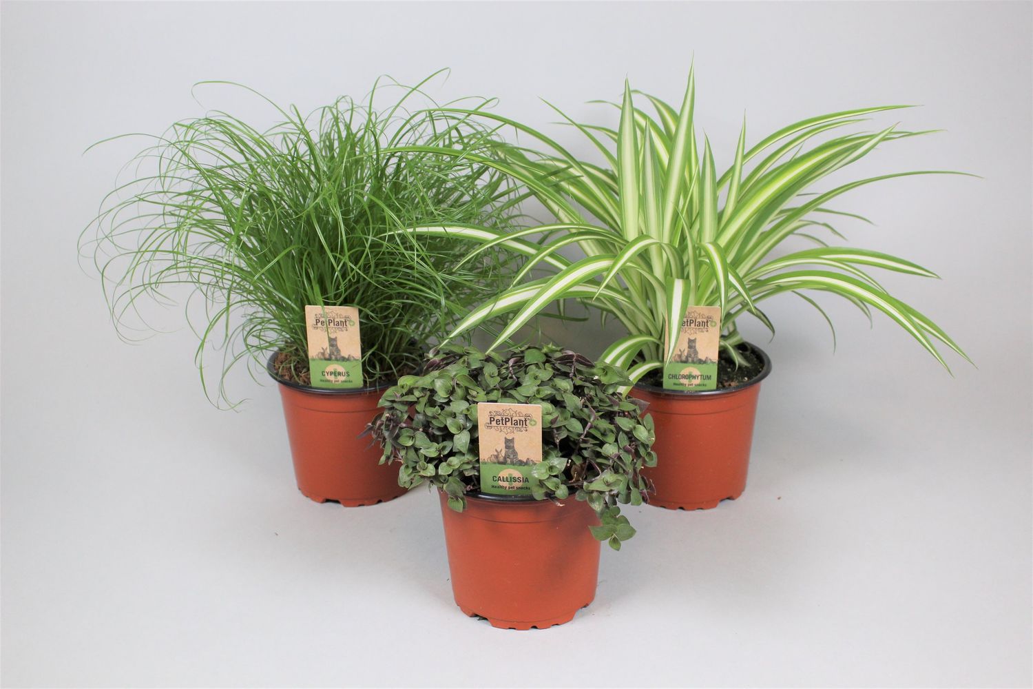 scindapsus exotica variegata Scindapsus Pictus 