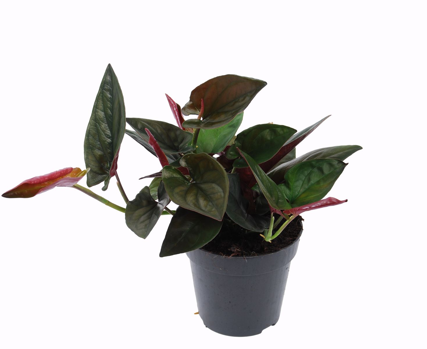 Syngonium erythrophyllum 'Red Arrow' — Plant Wholesale FlorAccess