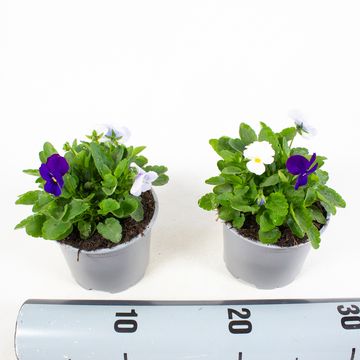 Viola CORNUTA MIX IN POT