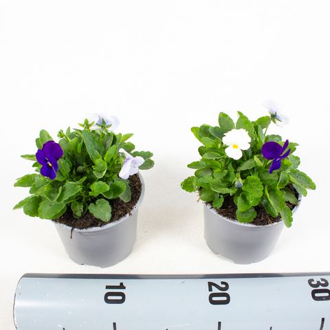 Viola CORNUTA MIX IN POT