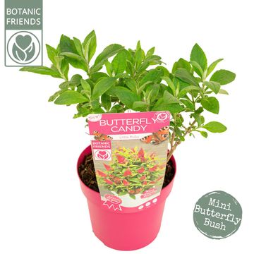 Buddleja davidii BUTTERFLY CANDY LITTLE RUBY