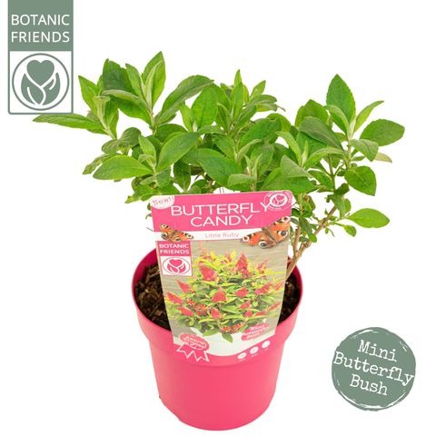 Buddleja davidii BUTTERFLY CANDY LITTLE RUBY