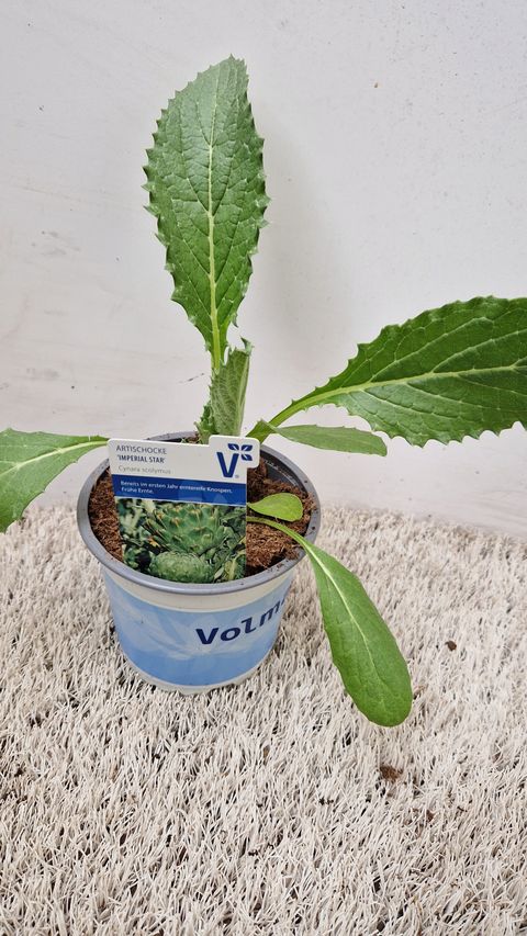 Cynara scolymus 'Imperial Star'