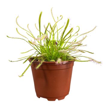 Drosera capensis