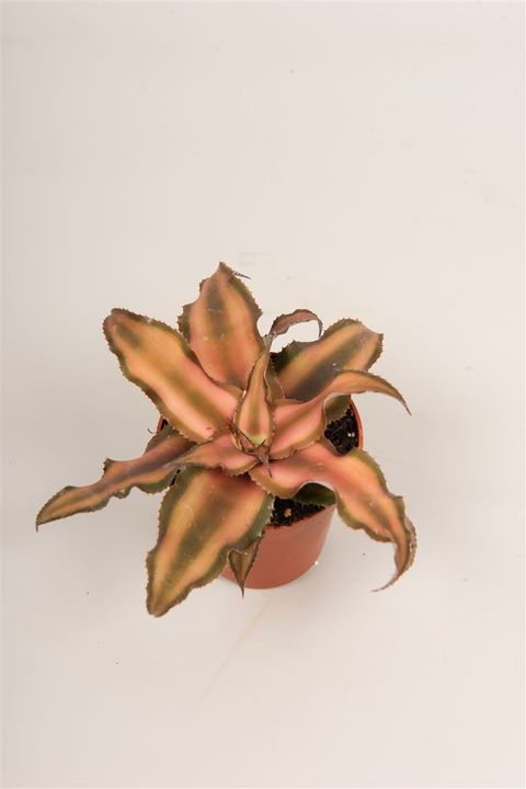 Cryptanthus bivittatus