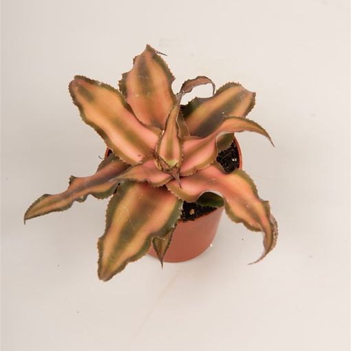 Cryptanthus bivittatus