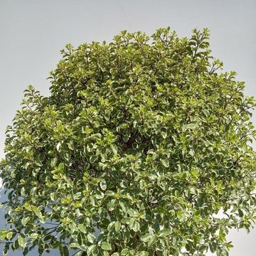 Pittosporum tenuifolium 'Variegatum'