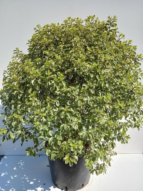 Pittosporum tenuifolium 'Variegatum'