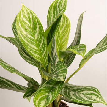Aglaonema 'Stripes'