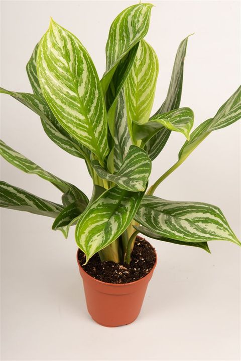 Aglaonema 'Stripes'